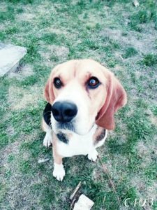 Murphy, Garde: Beagle