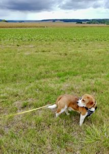 Rhapsody, Garde: Beagle