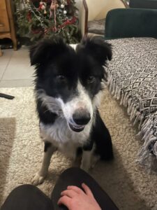 louna, mia, Toscane, lola: Bilan chien