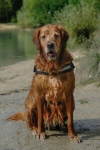 louna, mia, Toscane, lola: Bilan chien