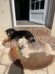 louna, mia, Toscane, lola: Bilan chien