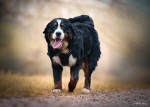 Archie, Bilan chiot: Bouvier Bernois