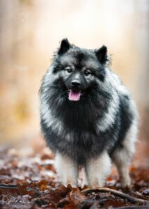 Valko, Bilan chiot: Spitz Loup