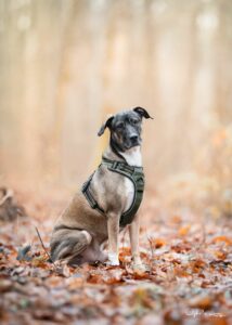 Sonic, Bilan chien: Berger