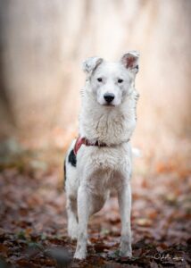 Vinny, Bilan chiot: Border Colie
