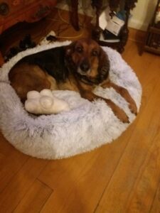 Baïa, Bilan chien: Berger