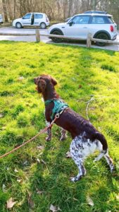 Vino, Bilan chiot: Chien de Chasse