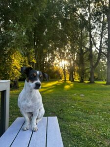 Violette, Bilan chien: Jack Russell