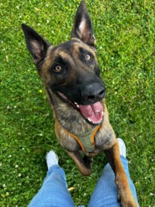 Virgule, Bilan chien: Malinois
