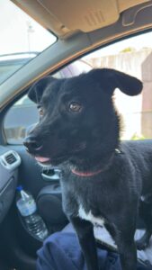 üki, Bilan chien: Croisé berger et Terrier