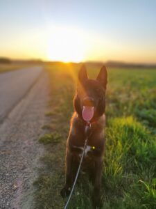 Vox, Bilan chiot: Malinois